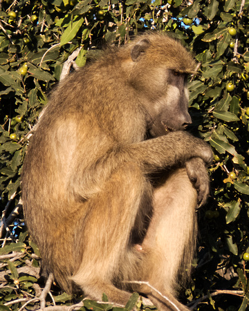 Thinking Baboon