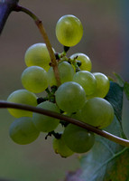 Grapes