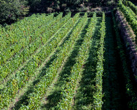 Mountain Vinyerd Sicily