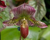 Orchid, Botanic Gardens