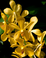 Orchids, Botanic Gardens, Singapore