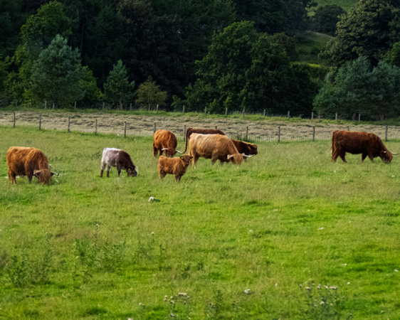 Scottish Cows