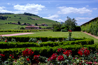 Chateau des Ravatyes Vineyard