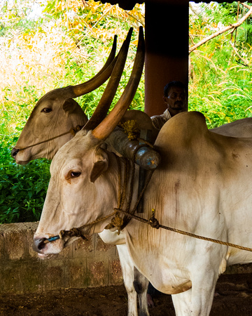 Cattle used to Grind Grain