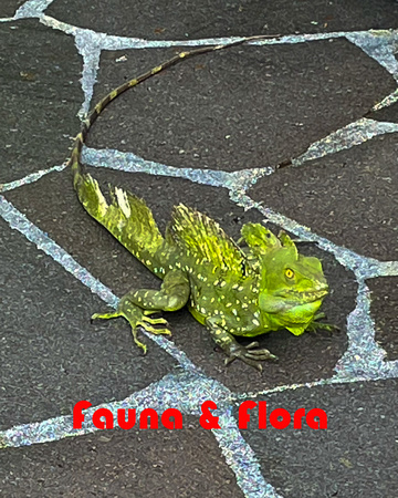 Iguana