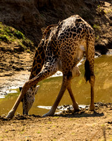 Drinking Giraffe