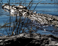 Swimming Away