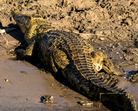 Older Crocodile