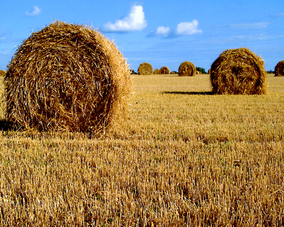 Wheat Field