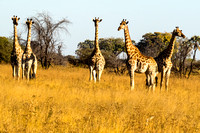 Giraffes