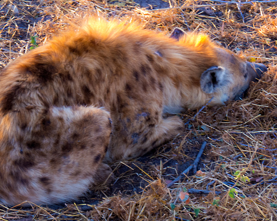 Waiting Hyena