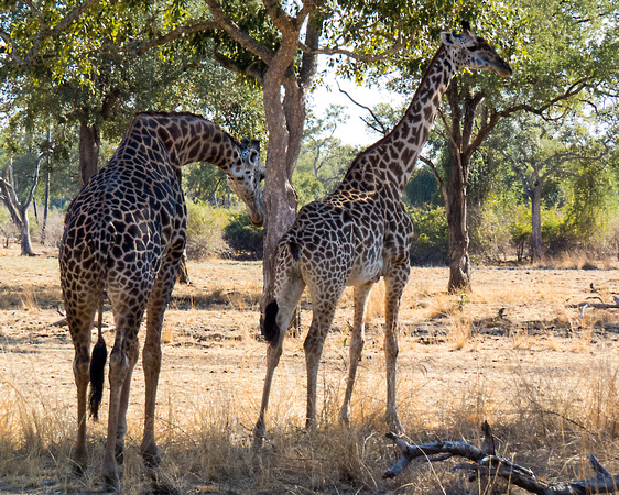 Giraffe Pair