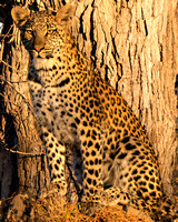 Young Leopard