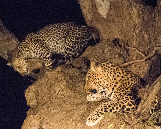 Leopard and Cub