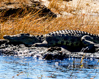 Young Crocodile